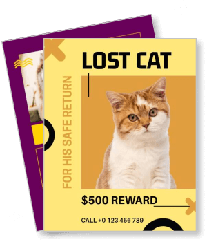 lost cat reward orange and white cat missing contact details template