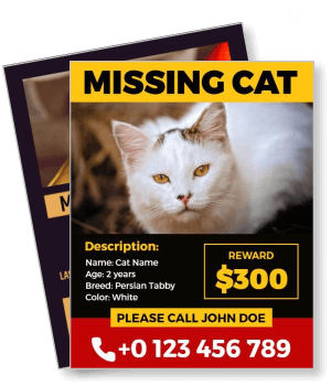 missing cat reward white persian tabby two years old contact info template
