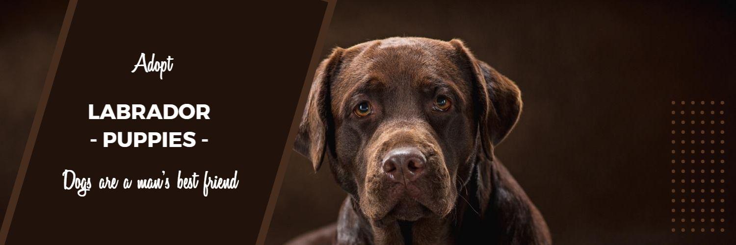 Adopt Labrador Puppies with Friendly Dog Portrait Twitter Banner Template