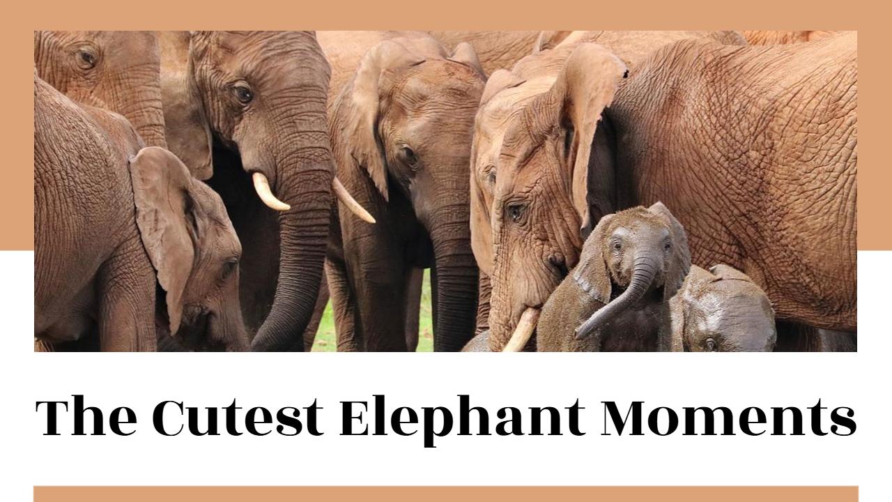 Adorable Elephant Moments Compilation Trending YouTube Thumbnail Template