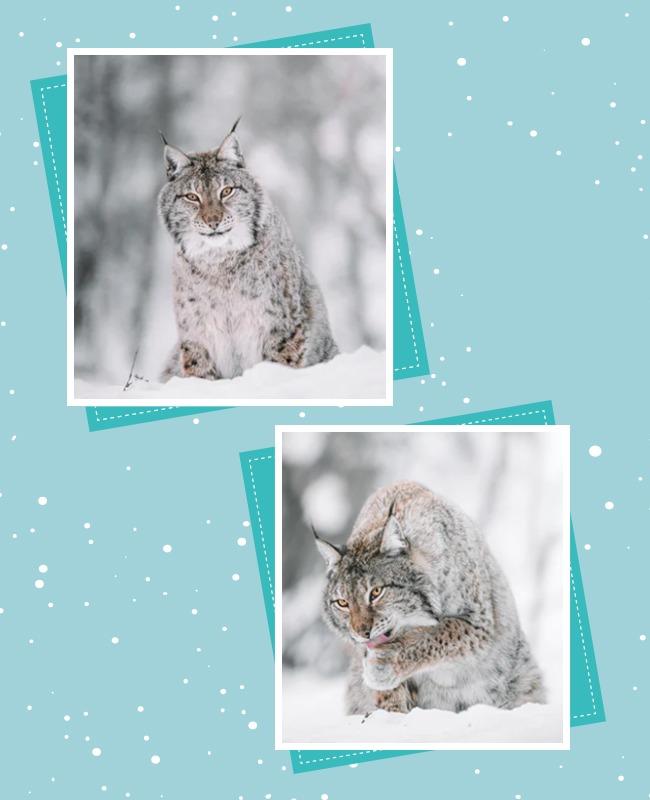 Aqua Island and Sinbad Winter Cat Collage Flyer Template