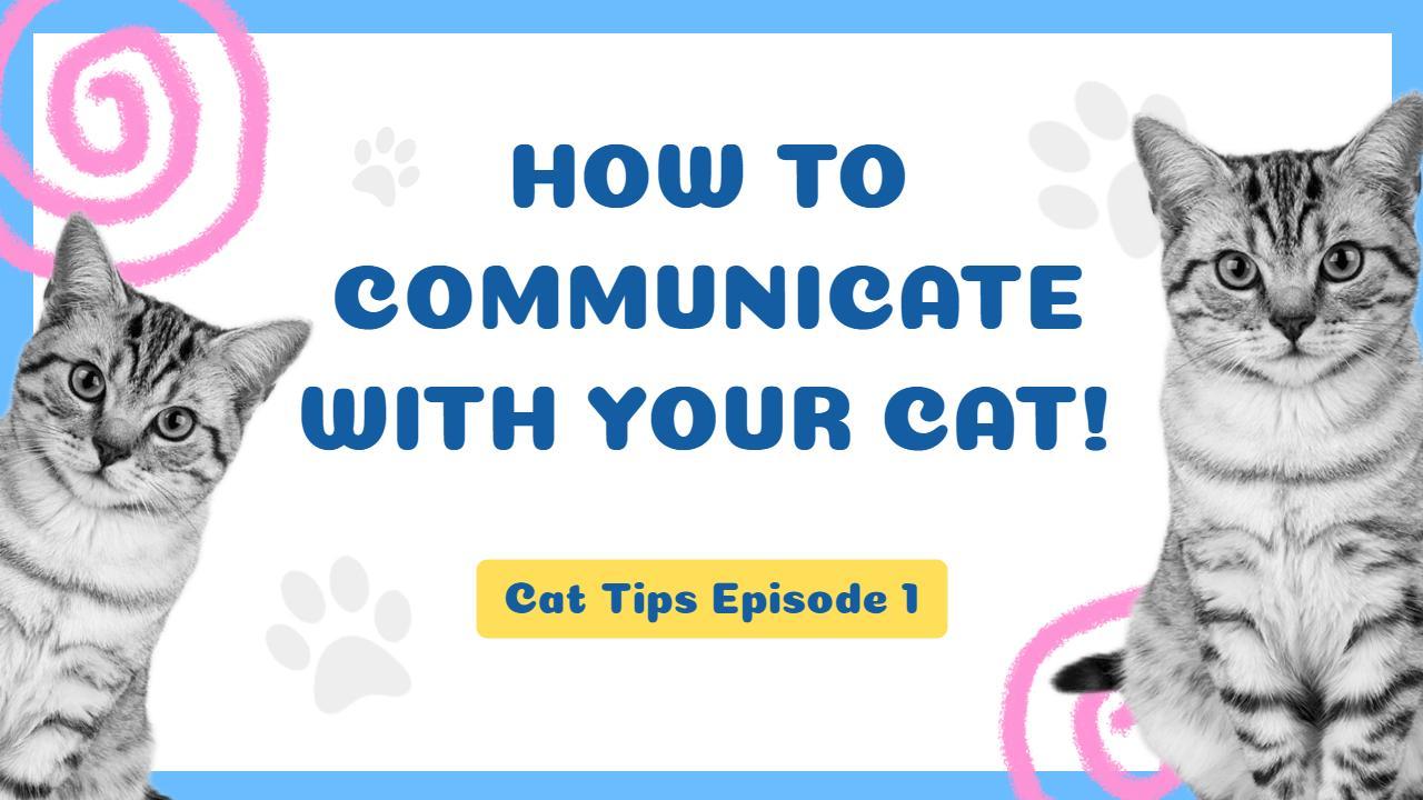 Cat Communication Tips Funny Trending YouTube Thumbnail Template