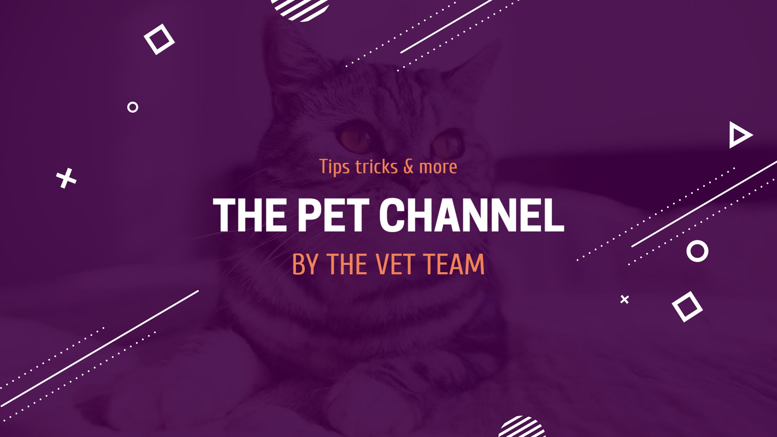 Creative Cat Tips and Tricks in Purple YouTube Banner Template
