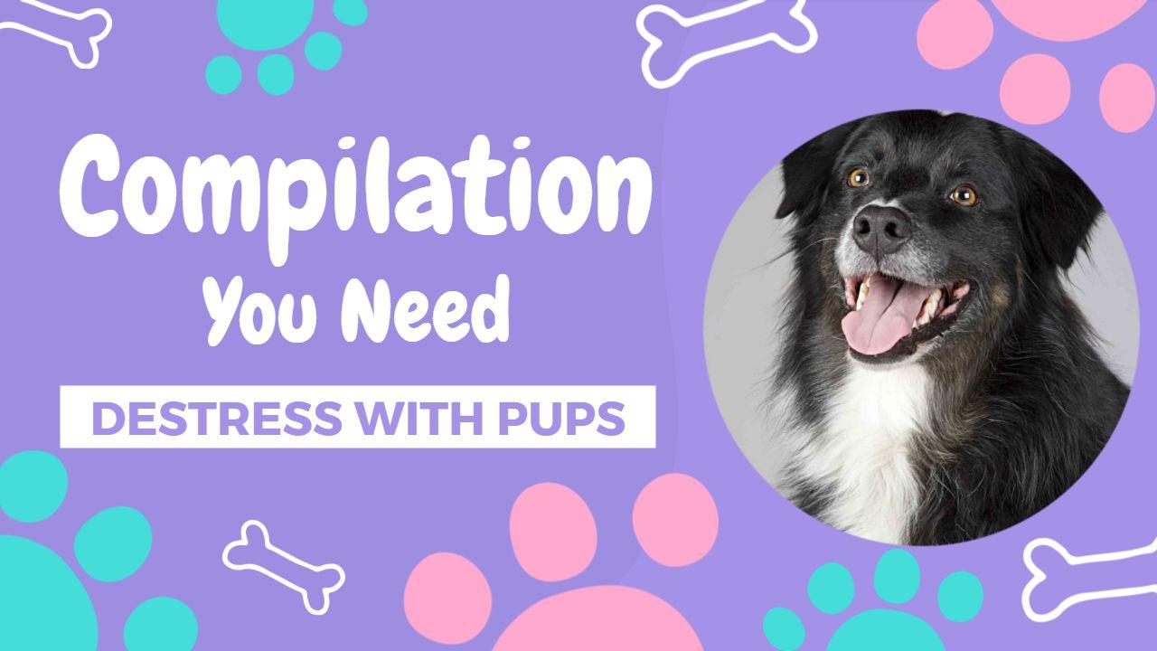 Cute Dog Compilation Trending YouTube Thumbnail Template