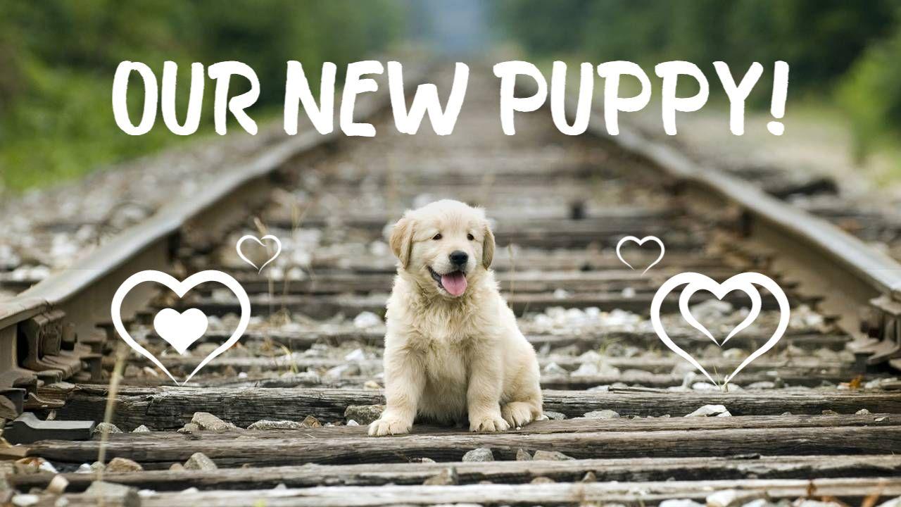 Cute Puppy Adoption Joyful Moments Trending YouTube Thumbnail Template