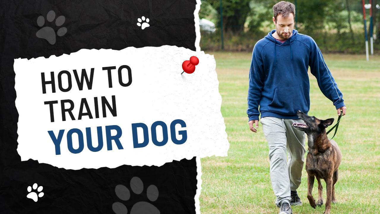 Dog Training Step-by-Step Tutorial YouTube Thumbnail Template