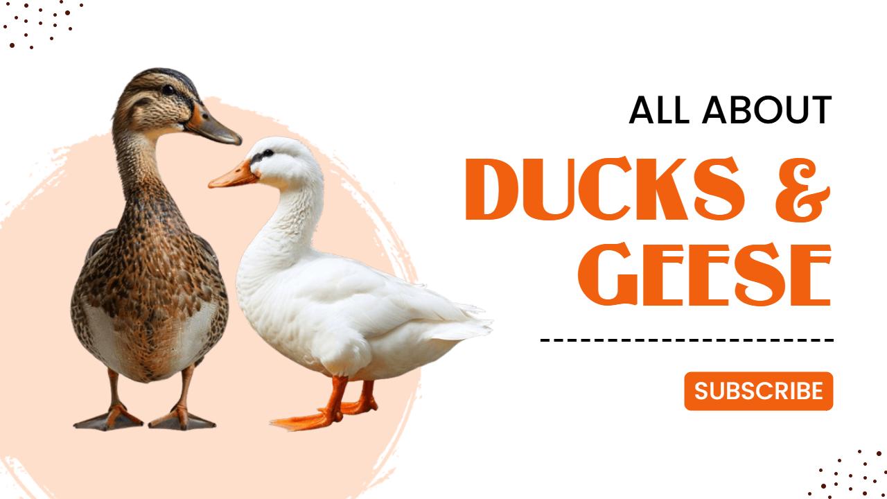 Ducks and Geese Fun Facts Trending YouTube Thumbnail Template