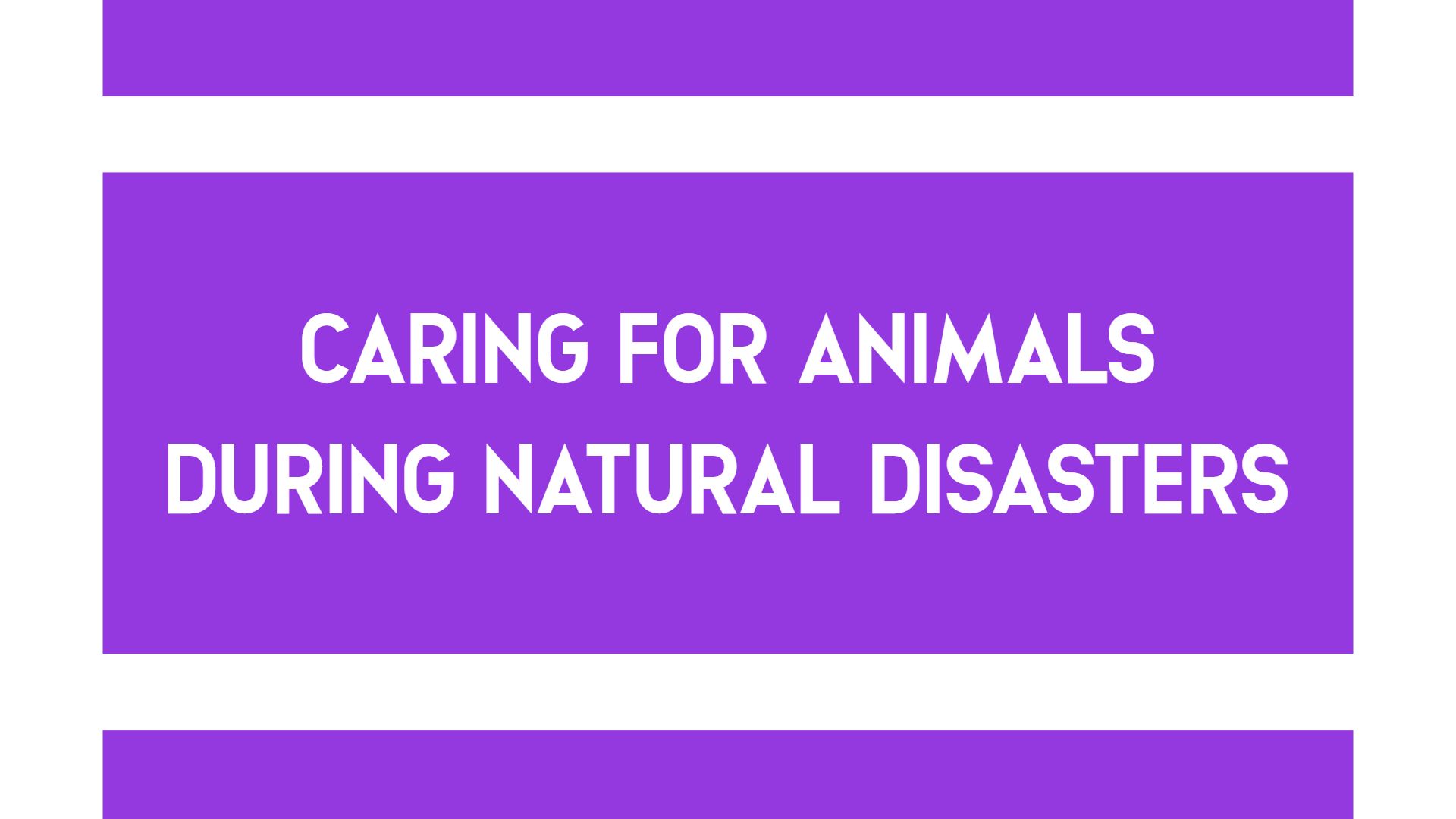 Essential Purple Animal Care During Natural Disasters Keynote Template