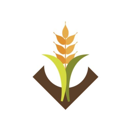 Flourishing Green and Golden Grain Symbol in Agriculture Logo Template