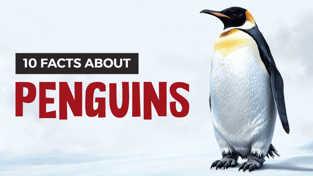 Fun Facts About Penguins Wildlife Trending YouTube Thumbnail Template