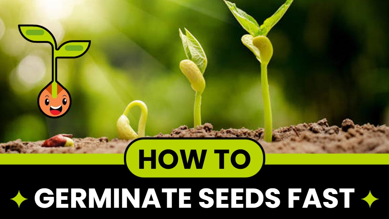 Germination Techniques for Quick Seed Growth Learning YouTube Thumbnail Template