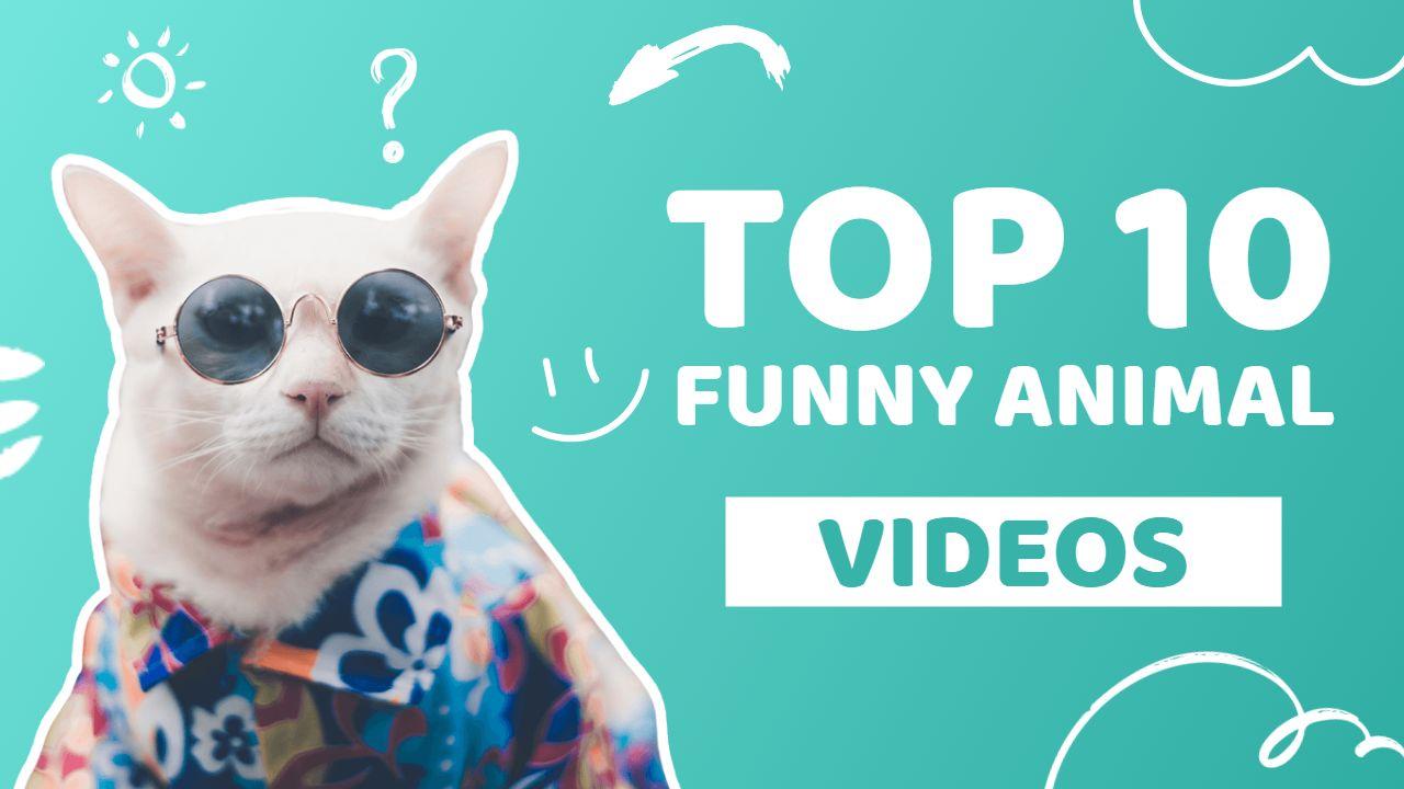 Hilarious Cats Compilation Funny YouTube Thumbnail Template