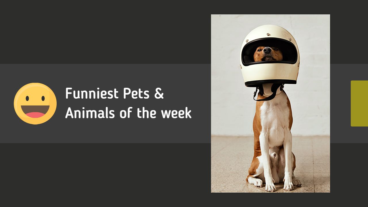 Hilarious Pets Compilation Week Funny YouTube Thumbnail Template