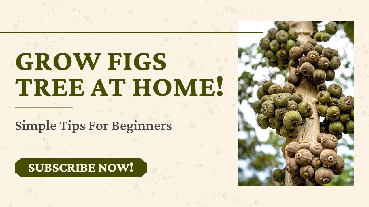 Home Gardening Growing Figs Tips YouTube Thumbnail Template