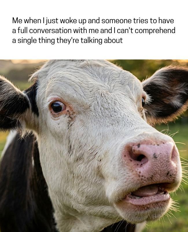 Humorous Cow Confusion Morning Reaction Meme Poster Template