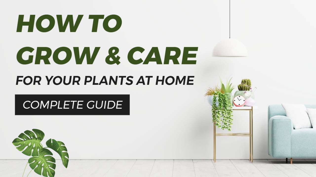Indoor Plant Care Tips Complete Guide Trending YouTube Thumbnail Template