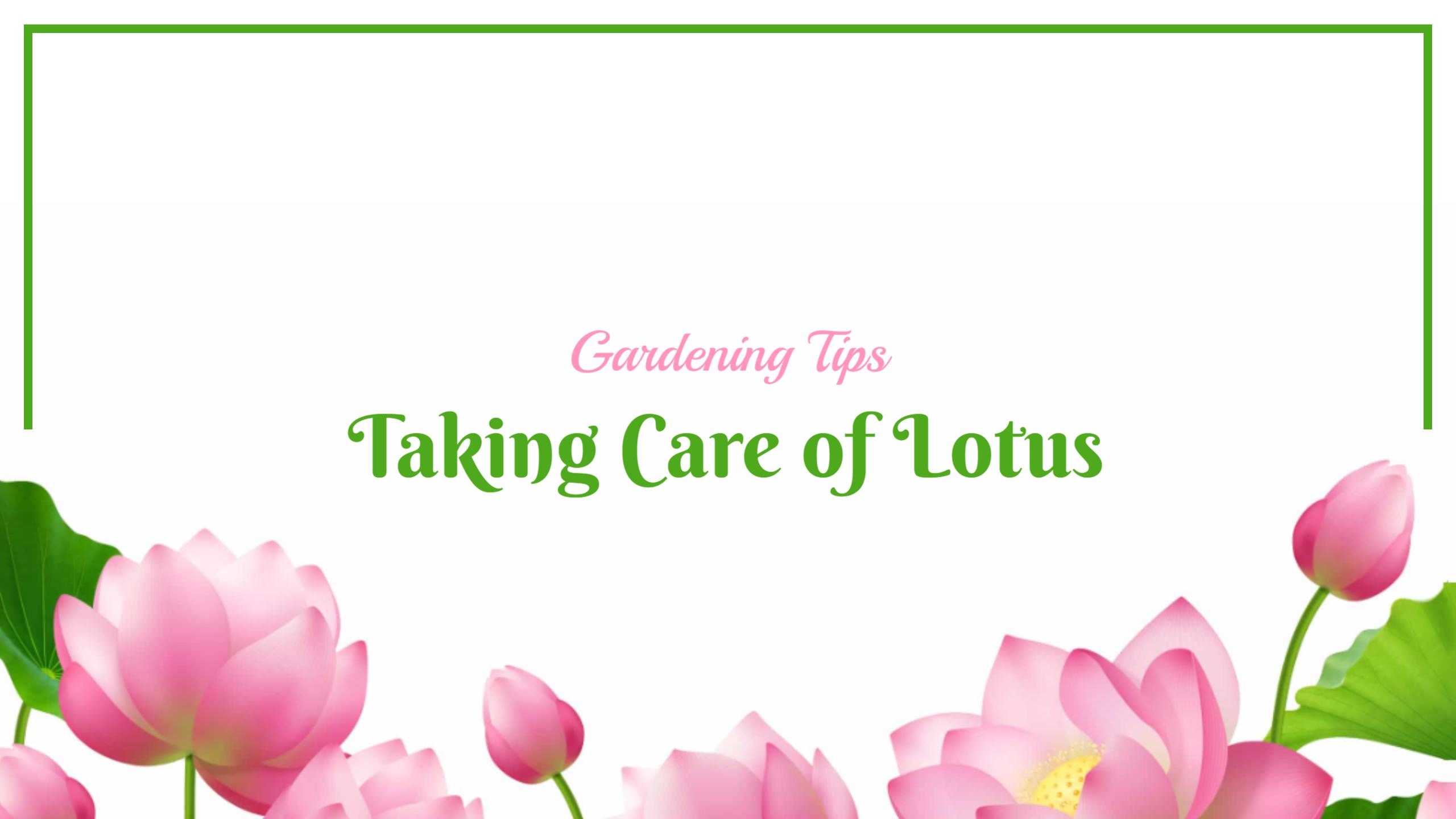 Lotus Flower Care with Bright Pink Blooms Gardening YouTube Banner Template