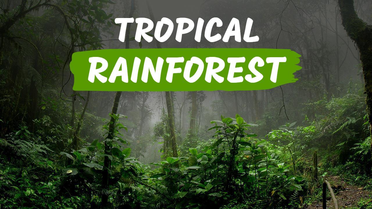 Mysterious Tropical Rainforest Adventure Trending YouTube Thumbnail Template