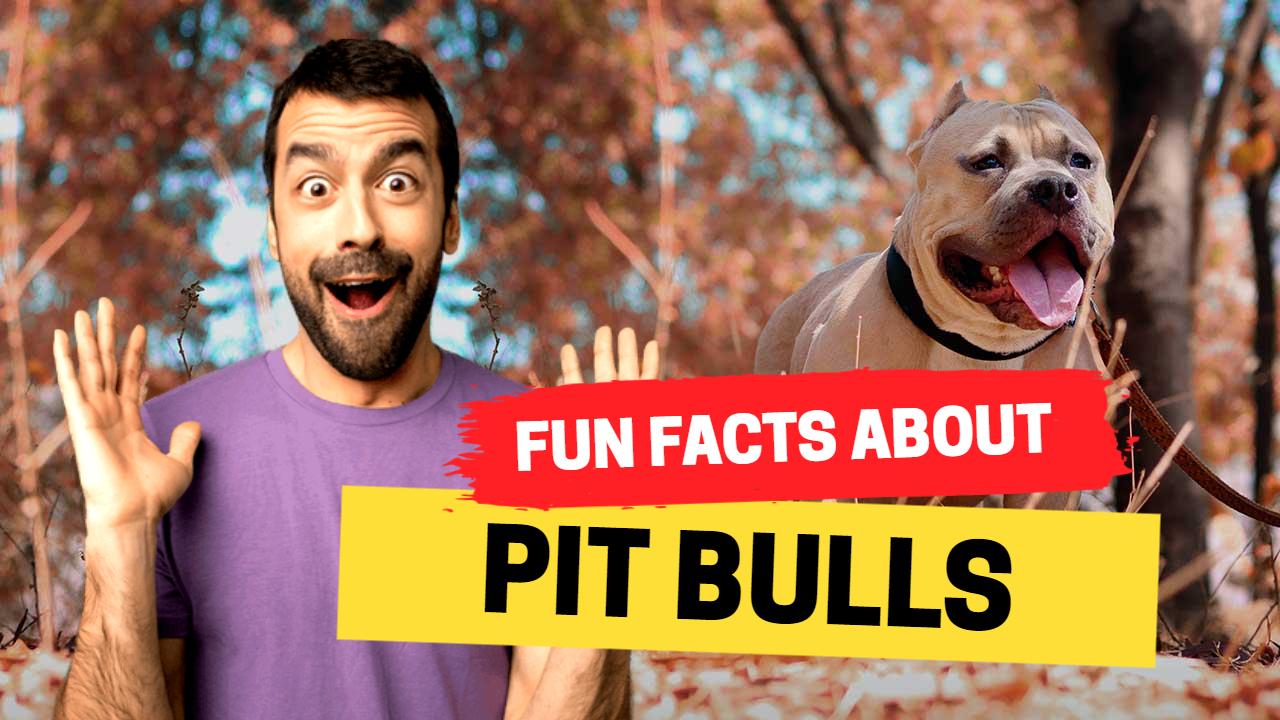 Pit Bulls Fun Facts Trending YouTube Thumbnail Template