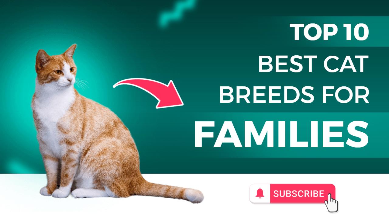Popular Family-Friendly Cat Breeds Ranking Trending YouTube Thumbnail Template