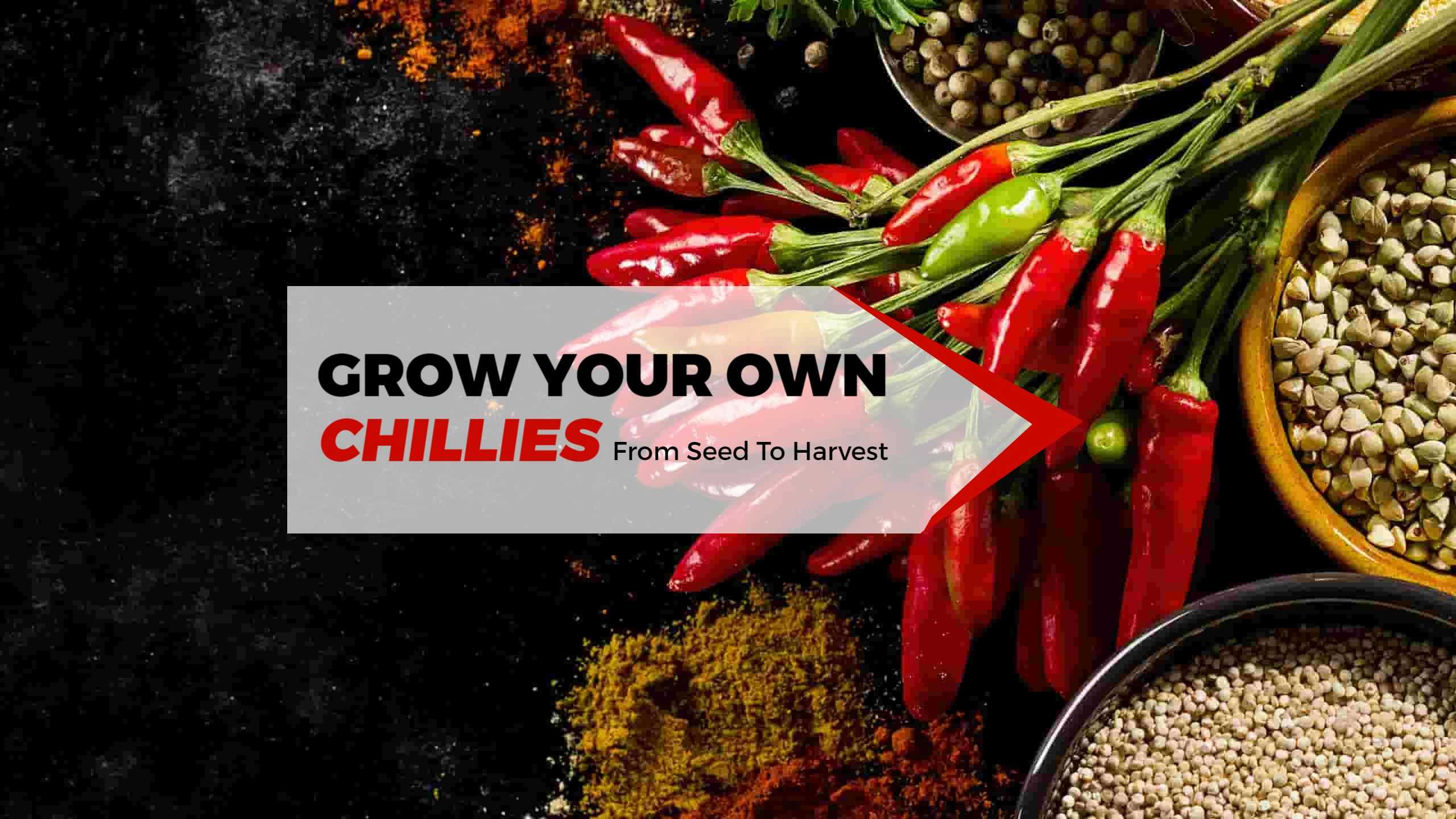 Rustic Kitchen Spices with Fresh Chilies YouTube Banner Template