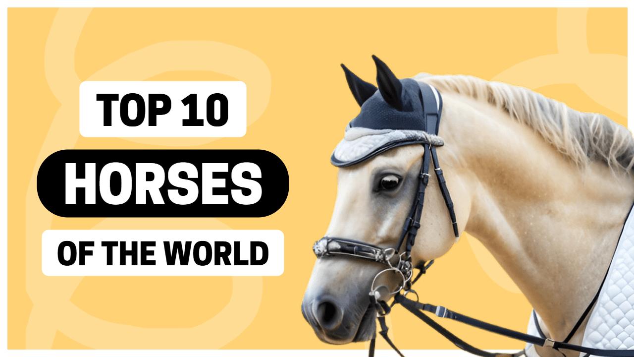 Top 10 Horses Around the World Trending YouTube Thumbnail Template