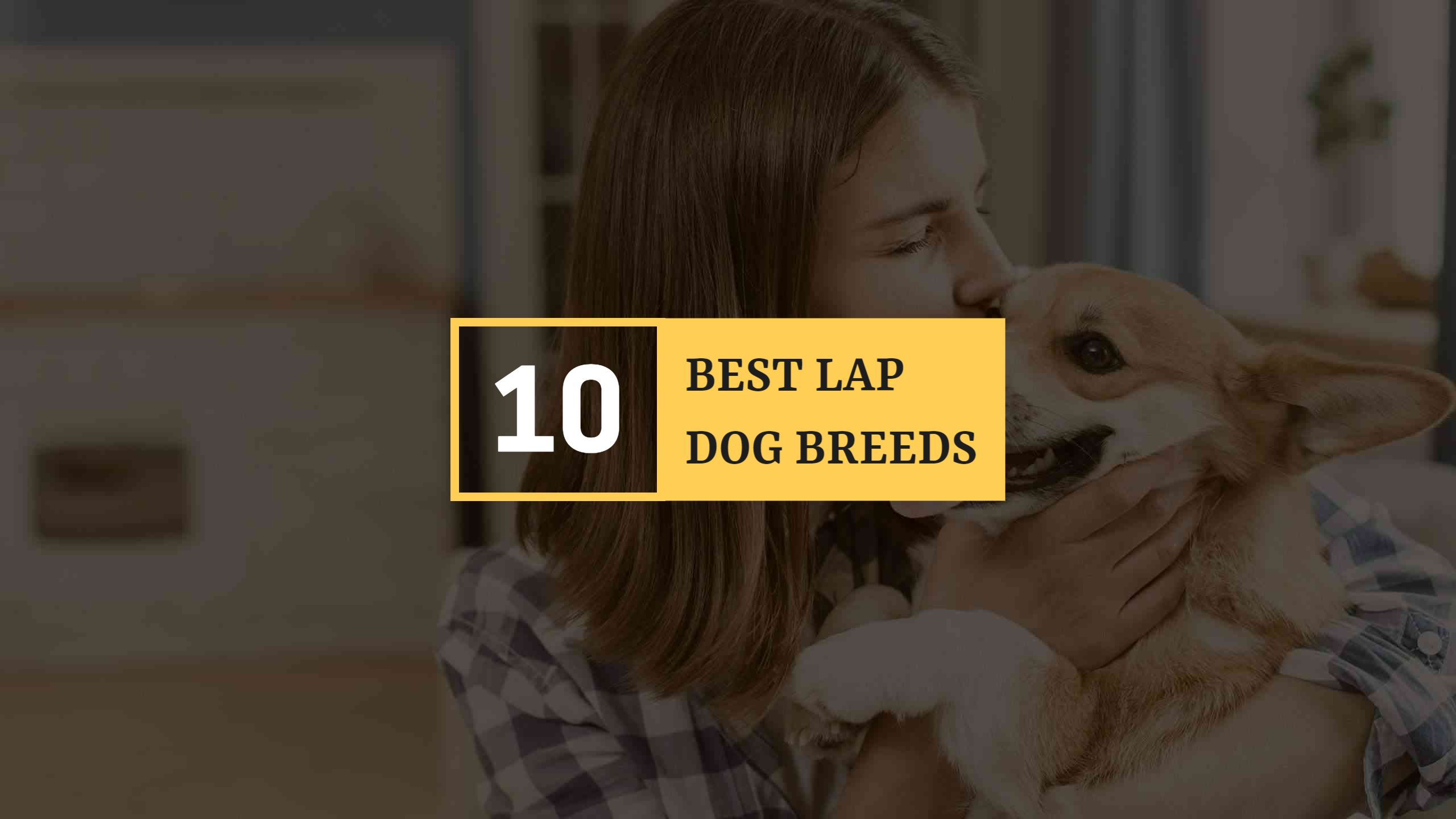 Top 10 Lap Dog Breeds to Cuddle with on YouTube Banner Template