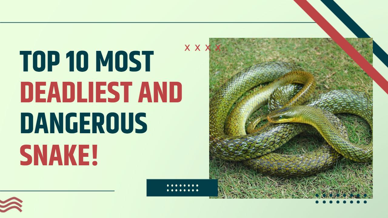 Top 10 Most Dangerous Snakes Trending YouTube Thumbnail Template