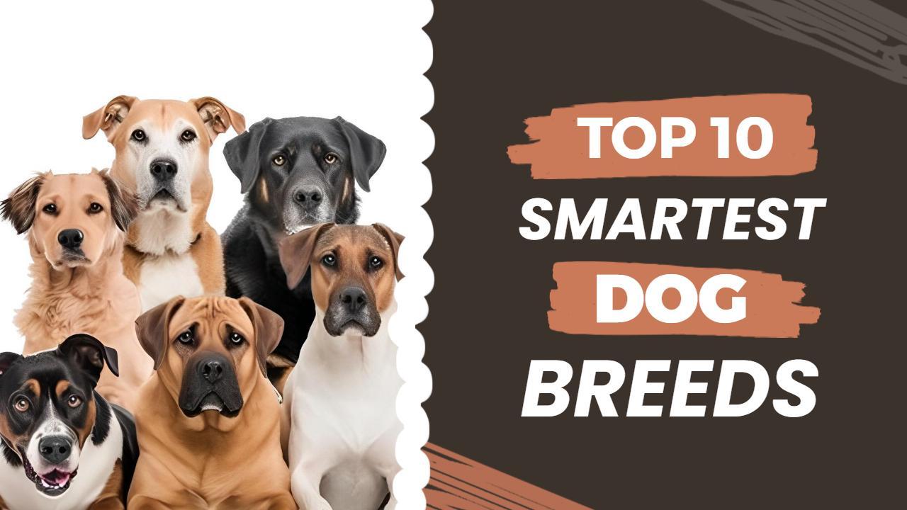Top 10 Smartest Dog Breeds Trend YouTube Thumbnail Template