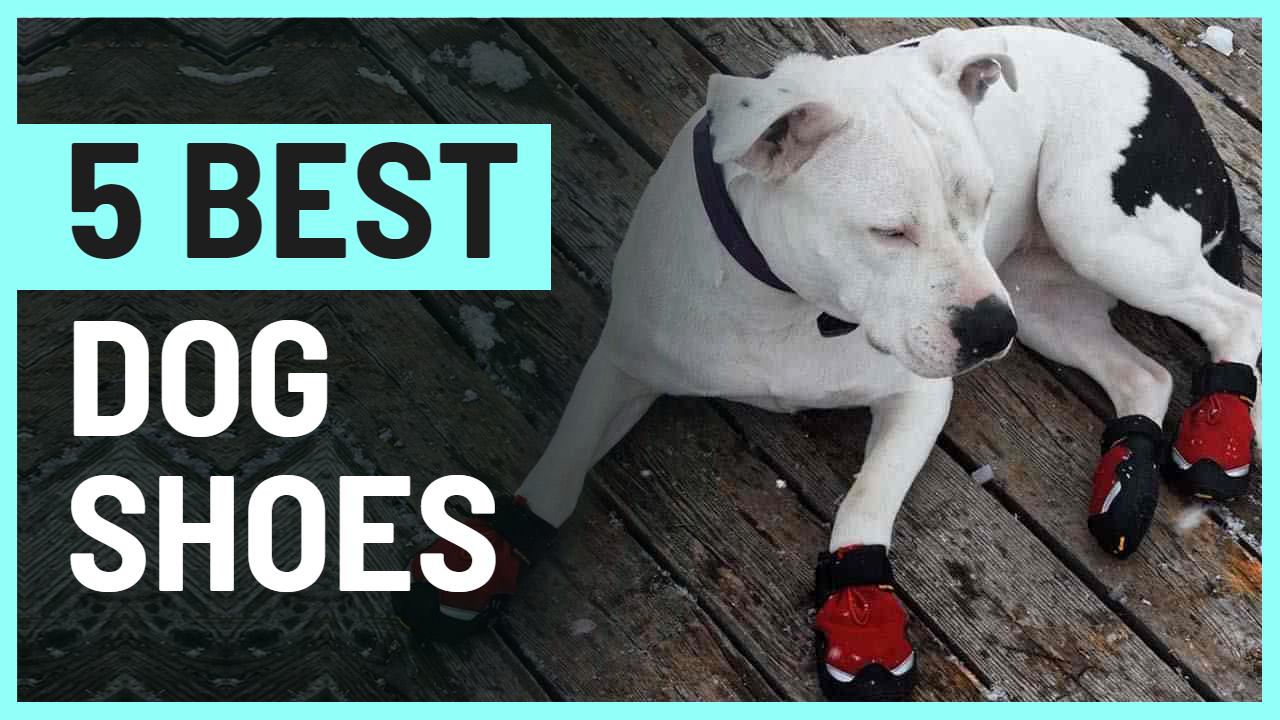 Top Dog Shoes Review 5 Best Trending YouTube Thumbnail Template