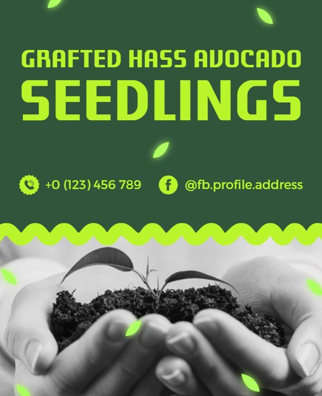 Vibrant Green Grafted Hass Avocado Seedlings Poster Template
