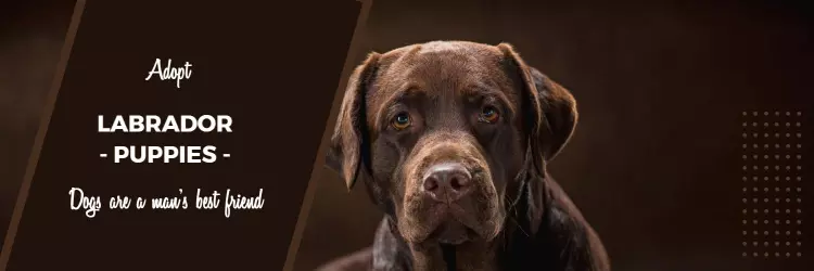 Adopt Labrador Puppies with Friendly Dog Portrait Twitter Banner Template