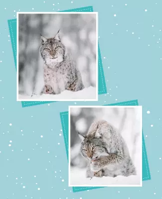 Aqua Island and Sinbad Winter Cat Collage Flyer Template