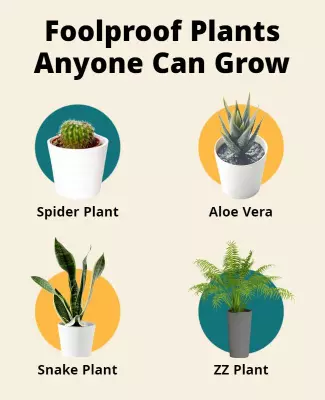 Bright Minimalist Indoor Plant Care Guide Poster Template
