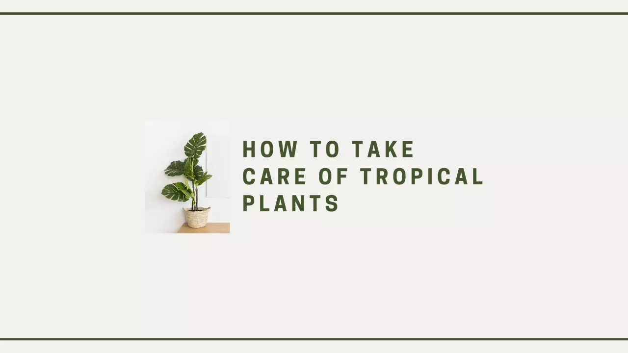 Caring for Lush Tropical Plants on Soft Beige YouTube Banner Template