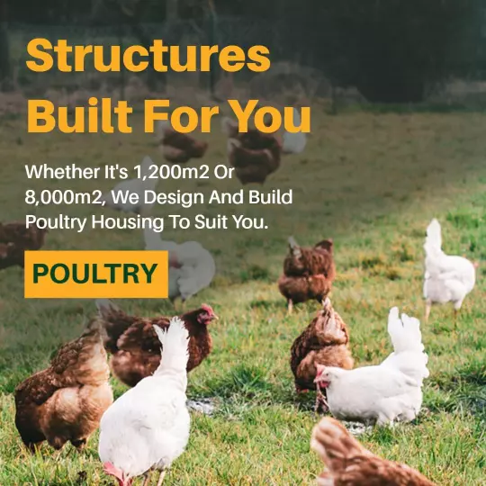 Custom Poultry Housing Solutions for Your Farm Ad Template