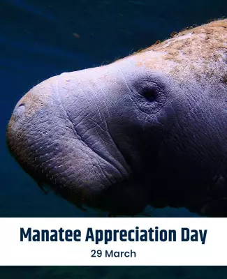 Cute Manatee Underwater Theme for Appreciation Day Poster Template