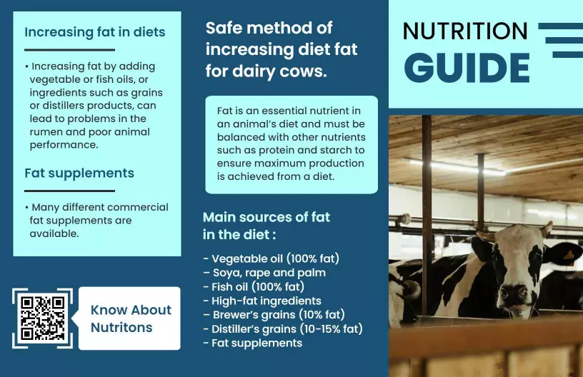 Dairy Cow Nutrition Guide for Increasing Diet Fat Brochure Template