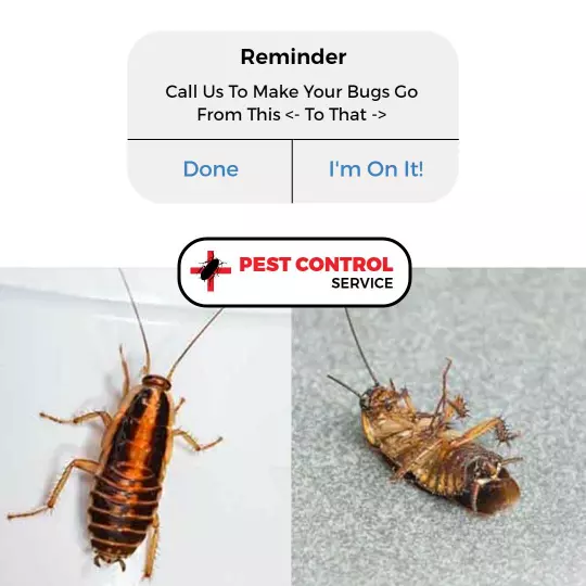 Effective Pest Control Service for Cockroach Elimination Ad Template