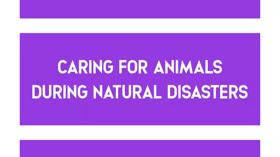 Essential Purple Animal Care During Natural Disasters Keynote Template