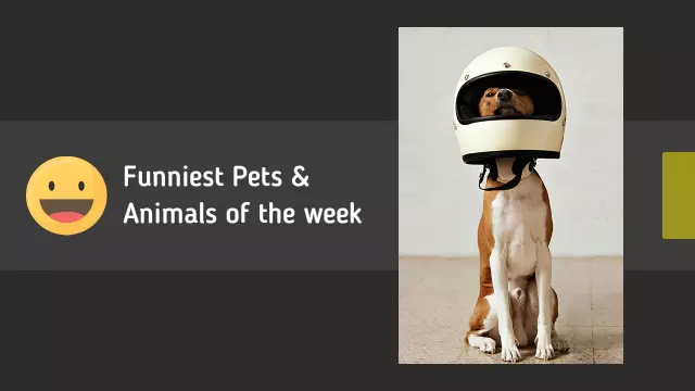 Hilarious Pets Compilation Week Funny YouTube Thumbnail Template
