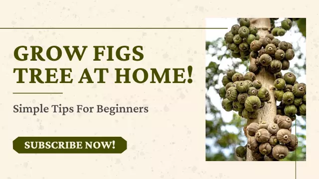 Home Gardening Growing Figs Tips YouTube Thumbnail Template