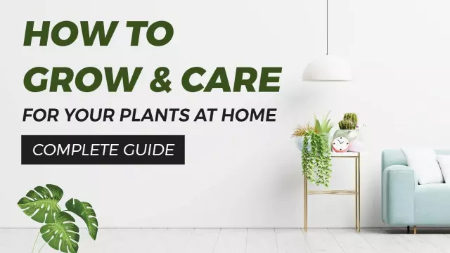 Indoor Plant Care Tips Complete Guide Trending YouTube Thumbnail Template