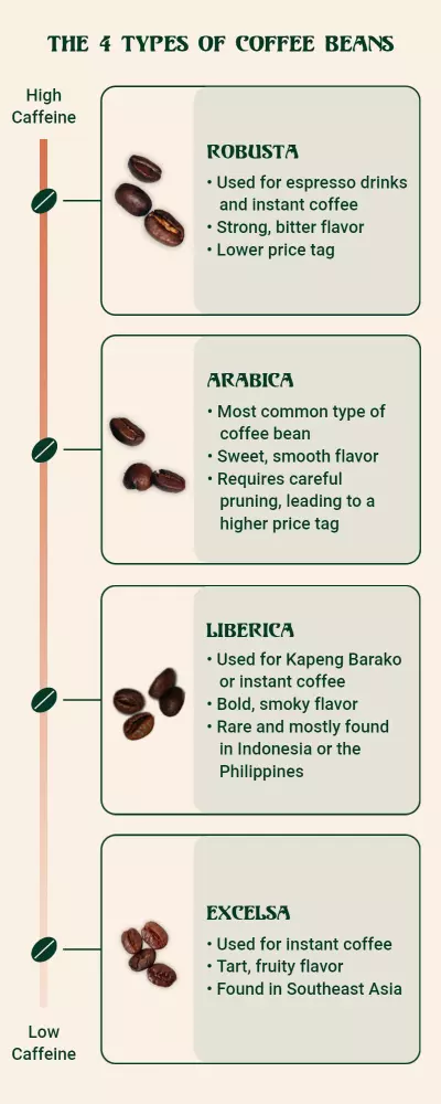 Informative Green Coffee Bean Types Guide Poster Template