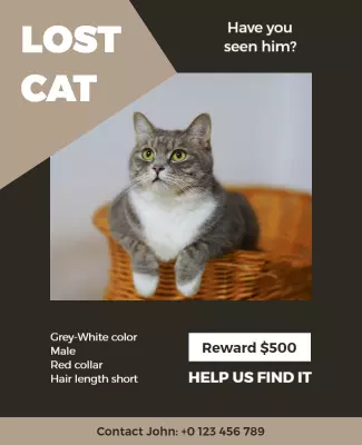 Informative Lost Cat Report with Reward Offer Poster Template