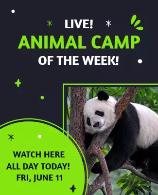 Live Animal Camp Promotion Flyer Template