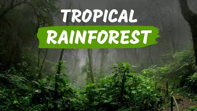 Mysterious Tropical Rainforest Adventure Trending YouTube Thumbnail Template