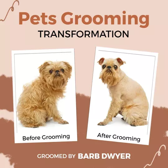 Pet Grooming Transformation Before and After Ad Template