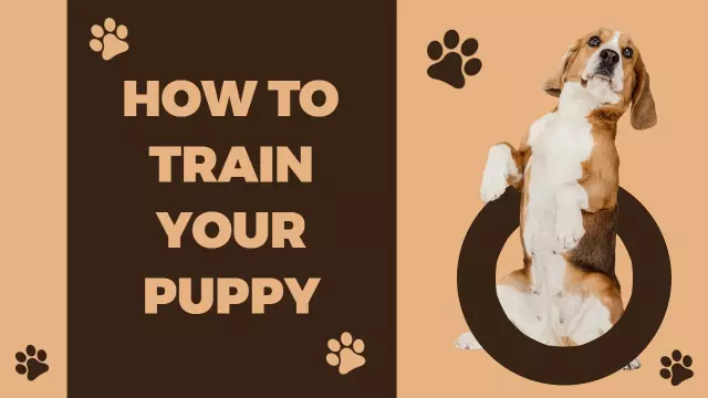 Puppy Training Tips Guide Trending YouTube Thumbnail Template