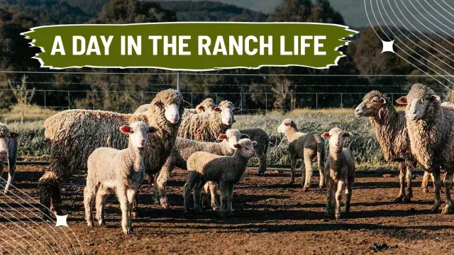 Sheep Grazing Ranch Life Adventure Trending YouTube Thumbnail Template